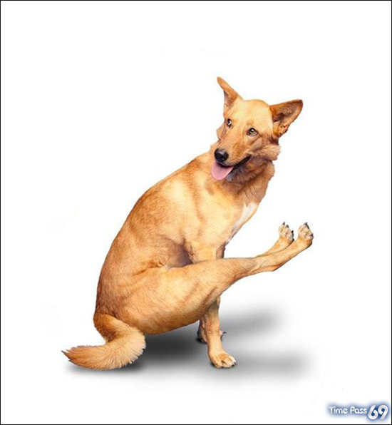 Yoga Dogs for 2010